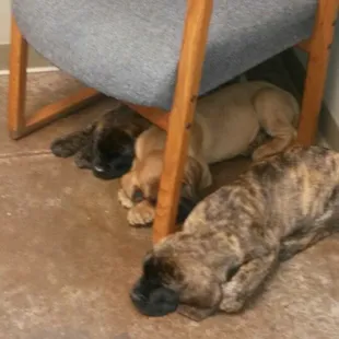 Sleepy puppies all worn out from their exams
