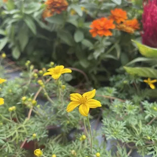 They have flowers!!!