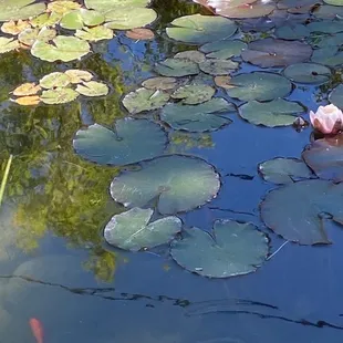 Lily Pads!