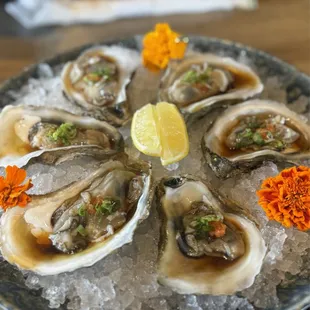 Oysters