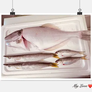 Usubahagi ( unicorn filefish) , Kamasu ( Japanese barracuda), Kohada ( gizzard shad)