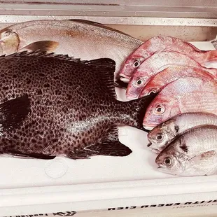 Today special Fish from JP