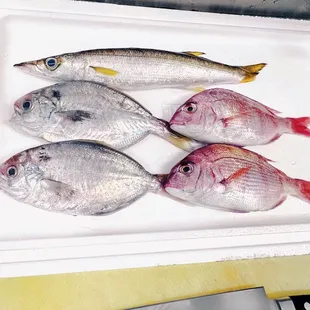 Kamasu, Ebodai,kasugodai