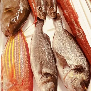 Itoyori, Branzino,kurodai,kanpachi,Aji,Aka-Yagara