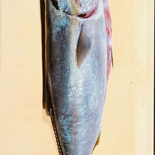 Inada ( Japanese Amberjack)