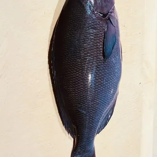 Mejina ( black fish)