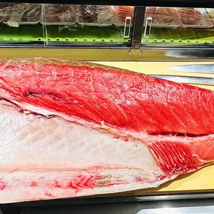 huge bluefin tuna