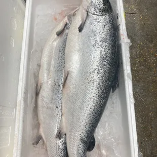 Whole Salmon Fish