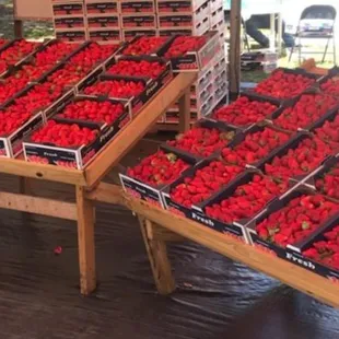Fresh picked daily