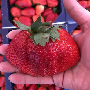 They have huge berries