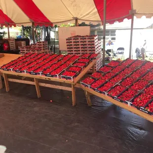 Fresh Plant City Strawberries.