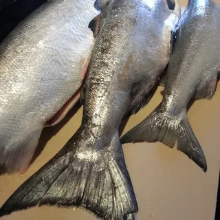 Salmon