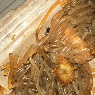 Found a fly after dig for more noodles, it was underneath the noodles the whole time