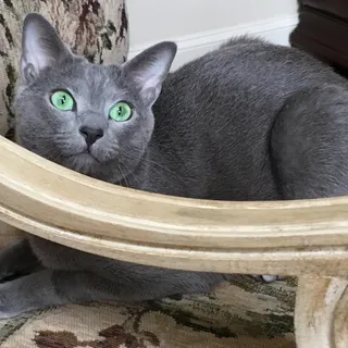 Caspian S.