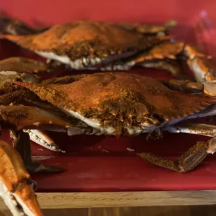 Look at the claw on that jumbo male crab!