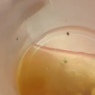 Vegetable soup to go. 20-30 bugs. part 1