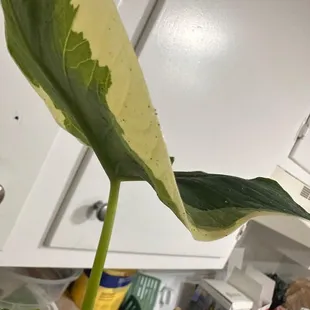 plant with pests my cousin purchased and received store credit for