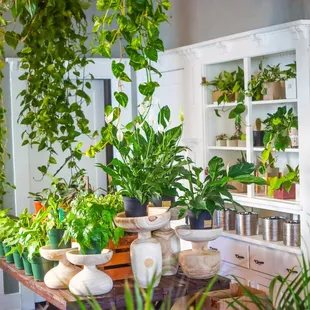 plant store