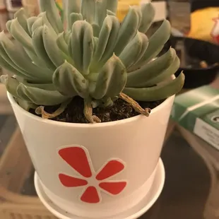 Succulent