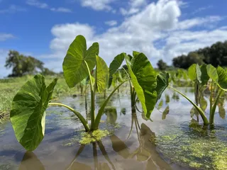 Kākoo Ōiwi