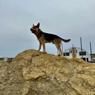Comanche, the Vineyard dog