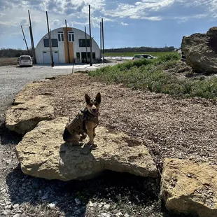 Comanche, the Vineyard dog posing on one of the big rocks outside of the winery