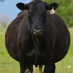 Z Bar Cattle