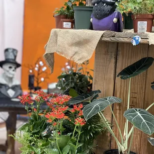 Halloween is almost here !