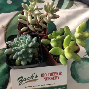 A gift of succulents