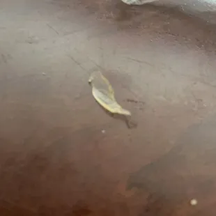 Found this plastic shard In the meat from my Togo order