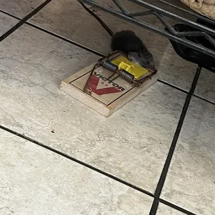 Dead rat at zamzam market at fremont ca