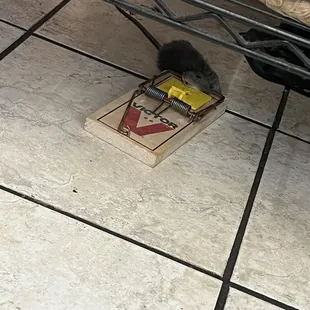 Rat trap