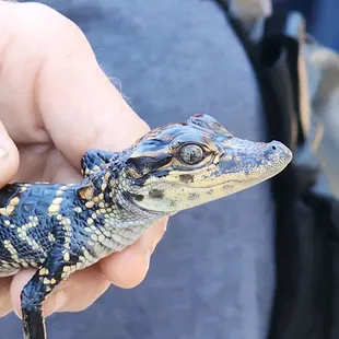 Baby gator you can hold