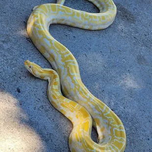 One of the snakes they will left you hold
