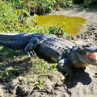 The largest gatot they have