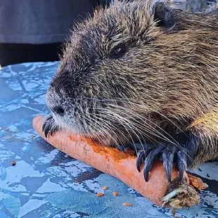 There pet nutria eating a carrot