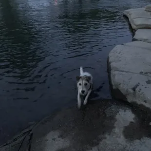 Rainy playing in the river