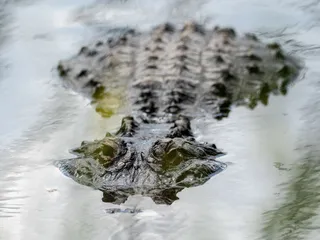 Colorado Gators Reptile Park