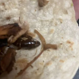 a hand holding a tortilla