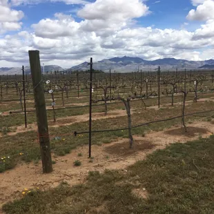 Grape vines just starting to bud.