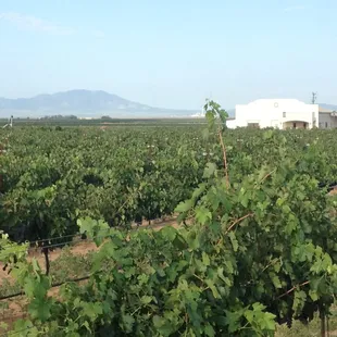 Vineyard and tasting room