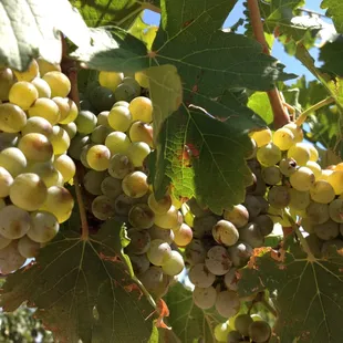 Sauvignon Blanc ready for harvest