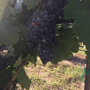 Harvest time