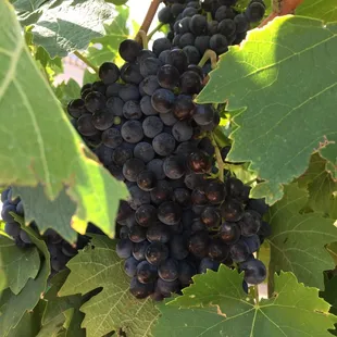 Amazing harvest of beautiful Sangiovese grapes