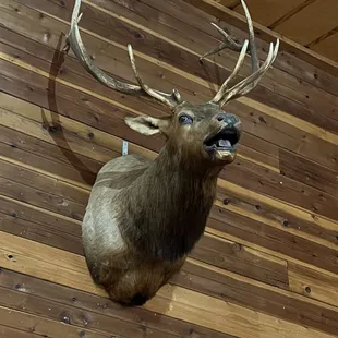 Nice looking elk