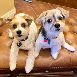 Louisa and petey morkies part Maltese part yorkie. They are so sweet
