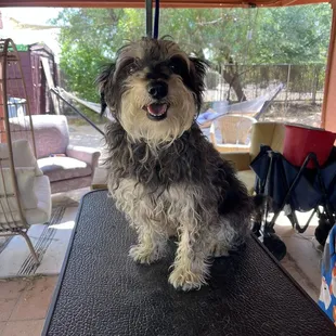 Before pic of our dog that needed a haircut