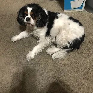 Howie my Cavalier spaniel, he needs grooming and a good bath!