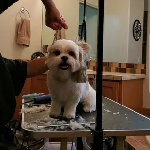 Emmy getting a face trim