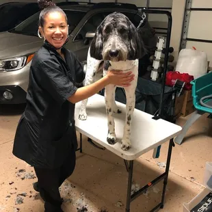 Zee and Poppy the Golden doodle